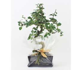 Zelkova Bonsai