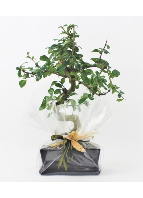 Zelkova Bonsai