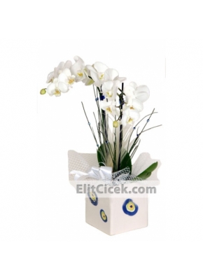 İki Dallı Beyaz Phalaenopsis Orkide